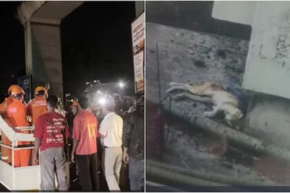 kochi cat rescue 230325625 16x9 0