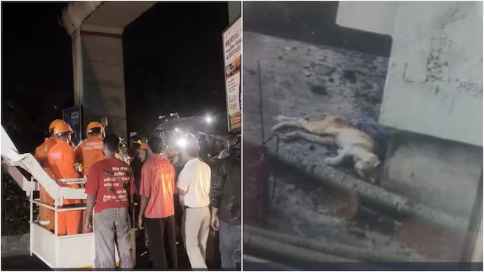 kochi cat rescue 230325625