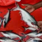 meghalaya fish ban 020801875 16x9 0