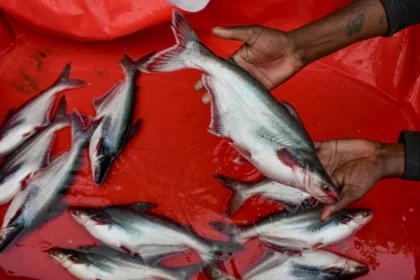 meghalaya fish ban 020801875 16x9 0