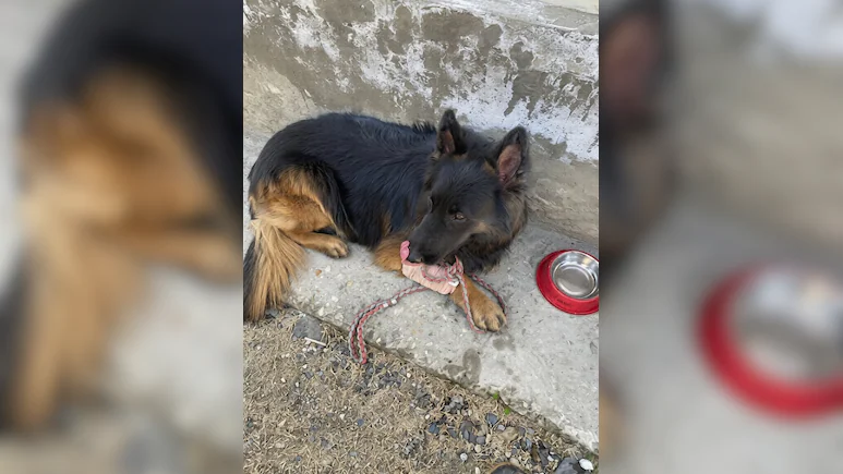 Heroic Tyson tracks terrorist hideout in Kishtwar despite being shot 1 sno879ag army dog