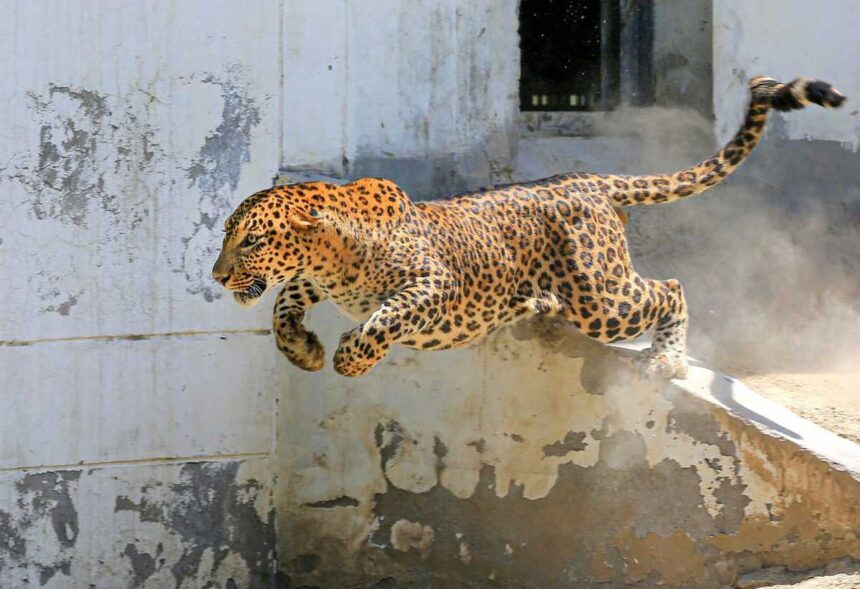 Leopard Attacks Siblings Riding Scooter on Sankhali–Bicholim Road, Both Injured 1 2020 5img26 May 2020 PTI26 05 2020 000191B scaled 1