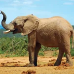 African savanna elephant