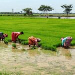 Agriculture