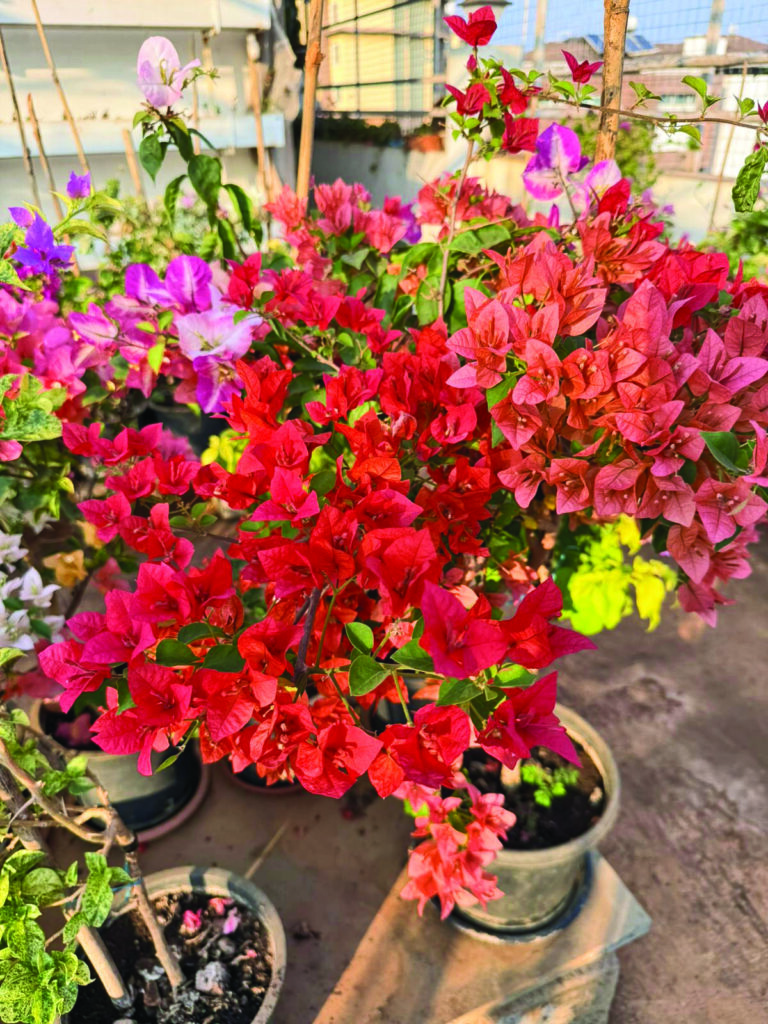 Bougainvillea 1
