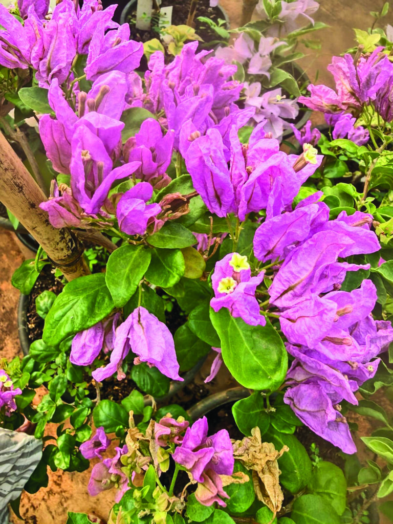 Bougainvillea 2