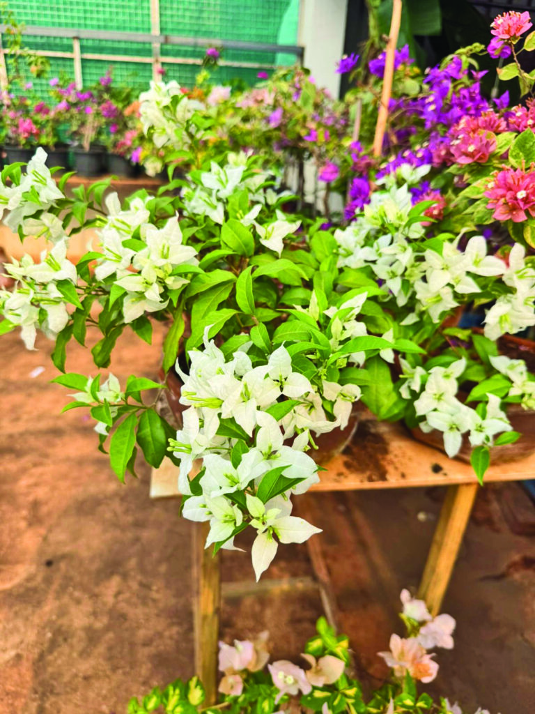 Bougainvillea 3