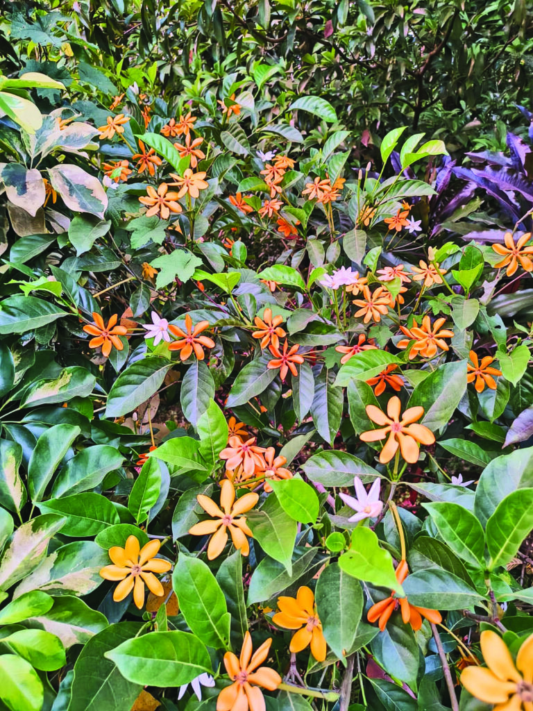 Golden Gardenia 1