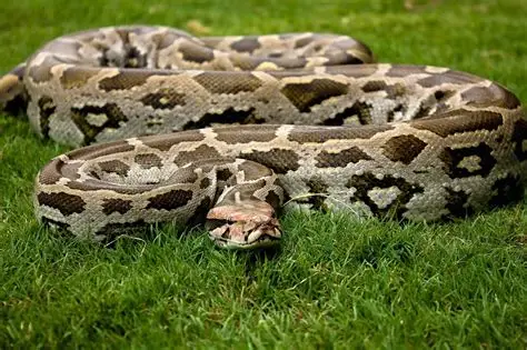 Outrage in Goa after Indian rock python set on fire in Candolim 1 OIP 25