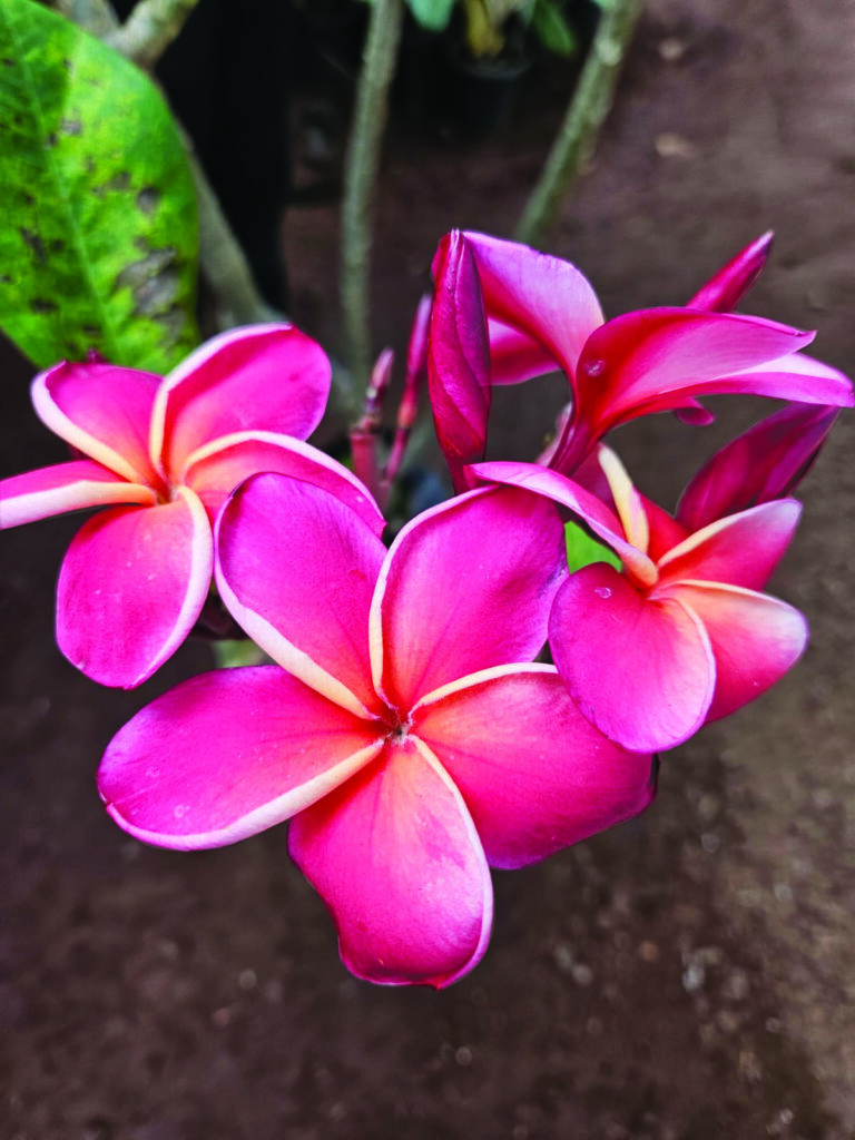 Plumeria