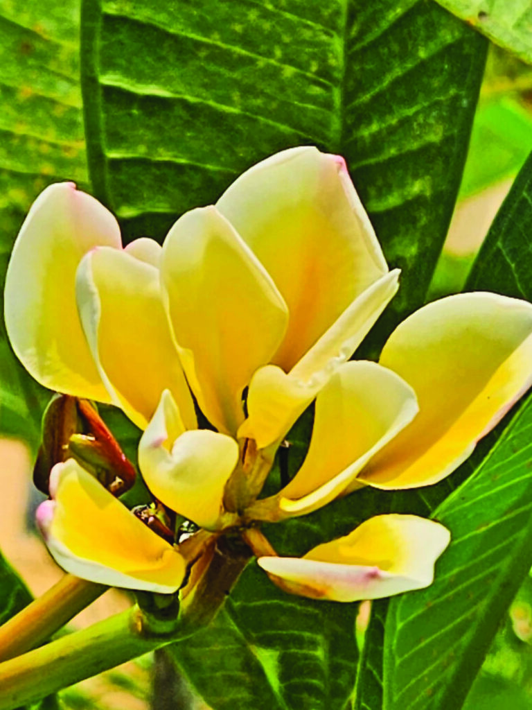 Plumeria 2