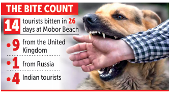 Spate of Mobor dog bite cases expose gaps in govt response 1 Screenshot 2026 03 11 080723