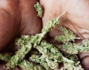 Two Held with 1.6 kg Ganja Worth ₹1.64 Lakh in Pernem Narcotics Raid 1 Screenshot 2026 03 14 111535