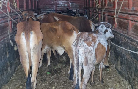 12 Cattle Seized in Pernem: Locals Intercept Vehicle, Hand It Over to Mopa Police 1 Screenshot 2026 03 18 112055