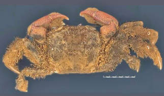 New crab species discovered in Goa’s mangroves 1 Screenshot 2026 03 23 084701