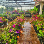 Shilpa Menses Garden