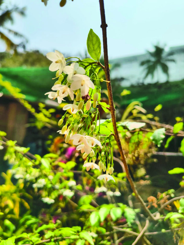 Water Jasmine