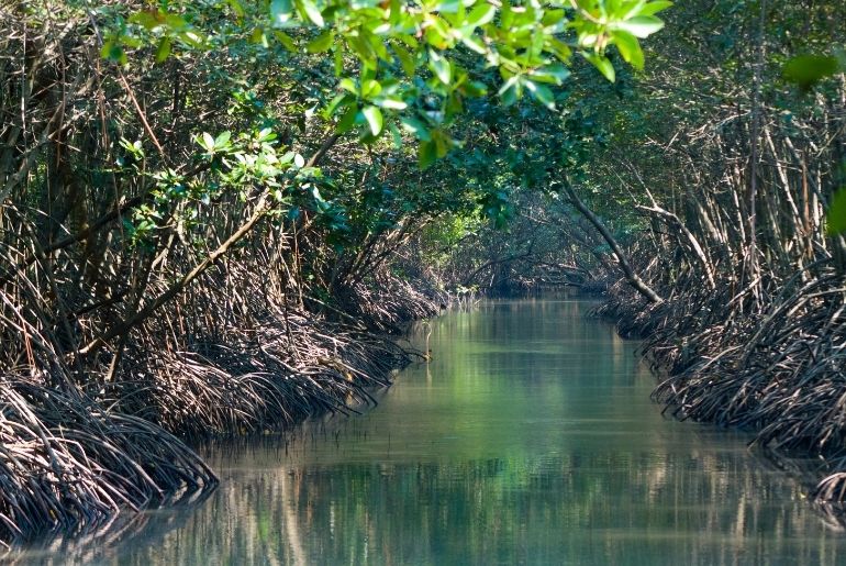 SC Refuses To Stop BMC From Cutting 46K Mangroves For Versova-Bhayander Coastal Road 1 coastal road 2
