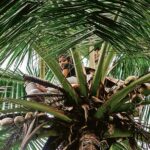 coconut 1662704005578