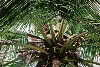 coconut 1662704005578