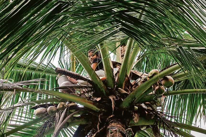 Saligao Tree-Cutting Mishap Claims Life of 59-Year-Old Man 1 coconut 1662704005578