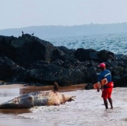 Dead Dolphin Washes Ashore Near Japanese Garden in Sada 1 1000000535