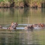 20260428080956 Colombia hippo