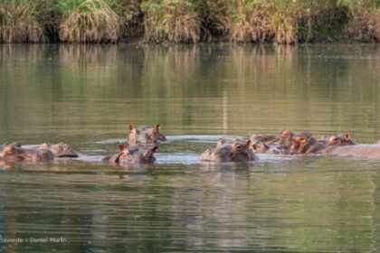 20260428080956 Colombia hippo