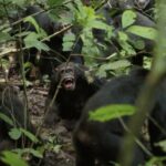 260408 chimps Uganda 1 aa 404 b4bedd