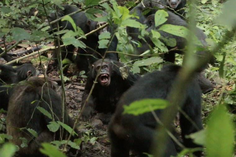 Jungle Chaos: Chimpanzee “War” Turns Deadly in Uganda 1 260408 chimps Uganda 1 aa 404 b4bedd