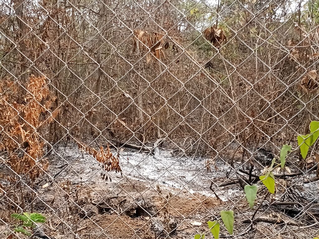 Mysterious fires, fragile forest and a fierce protest 2 Ashes in one area of the fenced Private Forest ar