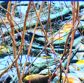 Mala fish 2 CMYK