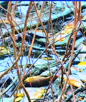MALA LAKE TURNS FLOATING GRAVEYARD 1 Mala fish 2 CMYK