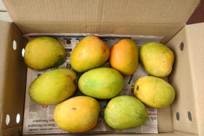 Mangoes in Bangalore 2025 19 1
