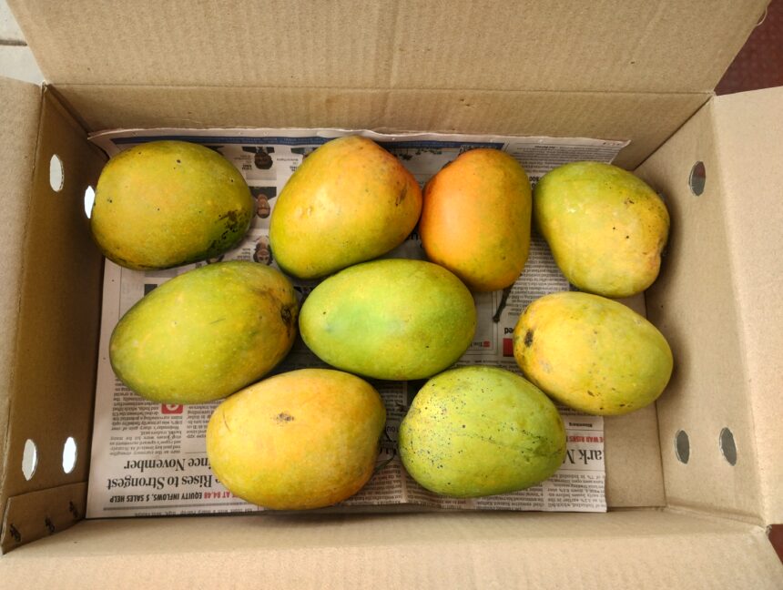 Goa Residents Can Now Order Alphonso Mangoes via Post 1 Mangoes in Bangalore 2025 19 1