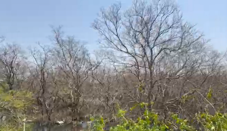 Mangroves Dying in St Cruz; Residents Allege Negligence Over Blocked Water Flow 1 Screenshot 2026 04 08 125659
