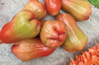 Summer in Goa is incomplete without enjoying the seasonal fruit bounty 1 Screenshot 2026 04 10 090548