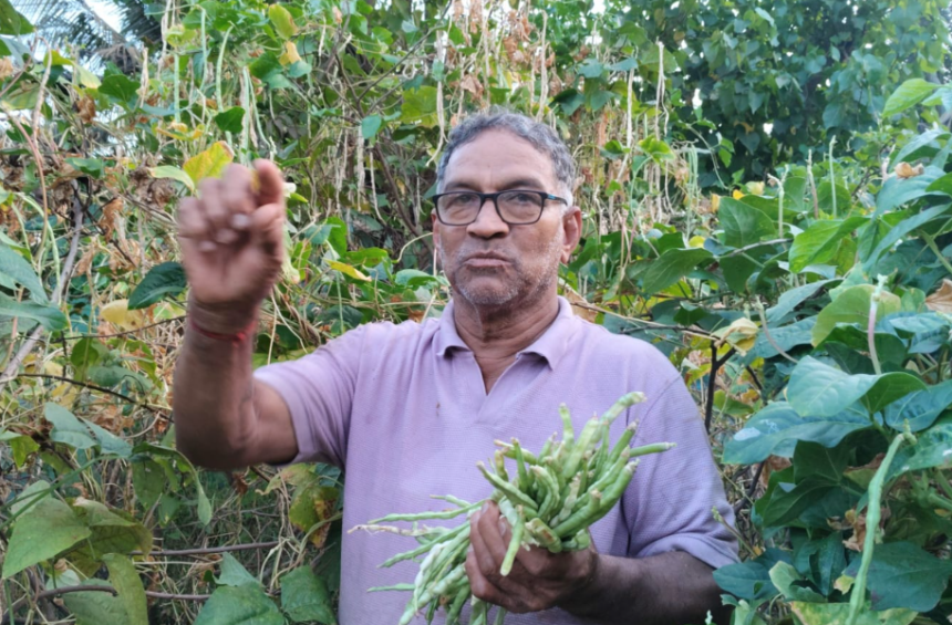 Morjim Farmer Grows Long Beans Without Water or Fertiliser, Earns ₹30,000 1 Screenshot 2026 04 11 124432