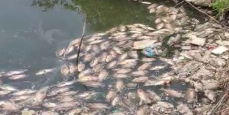 More fish die at Mala lake, oxygen depletion suspected 1 Screenshot 2026 04 13 083857