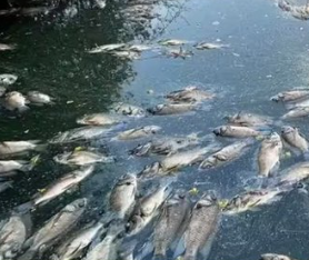 Goa High Court Takes Suo Motu Cognizance of Dead Fish in Mala Lake, Hearing Scheduled 1 Screenshot 2026 04 20 111259