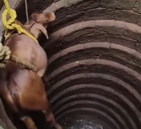 Bull Rescued from Deep Well in Khalchawada After 3-Hour Operation 1 WhatsApp Image 2026 04 23 at 9.10.37 PM