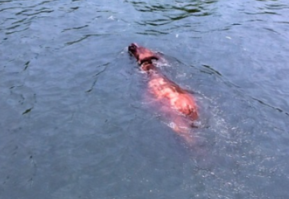 Buffalo Falls Into Salaulim Canal, Safety Concerns Raised 1 image 46