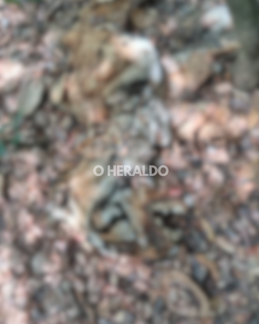 Tiger Found Dead in Dharbandora; Missing Teeth, Nails Raise Alarm 1 45 TEMPLATE 2026 05 02T154349.813