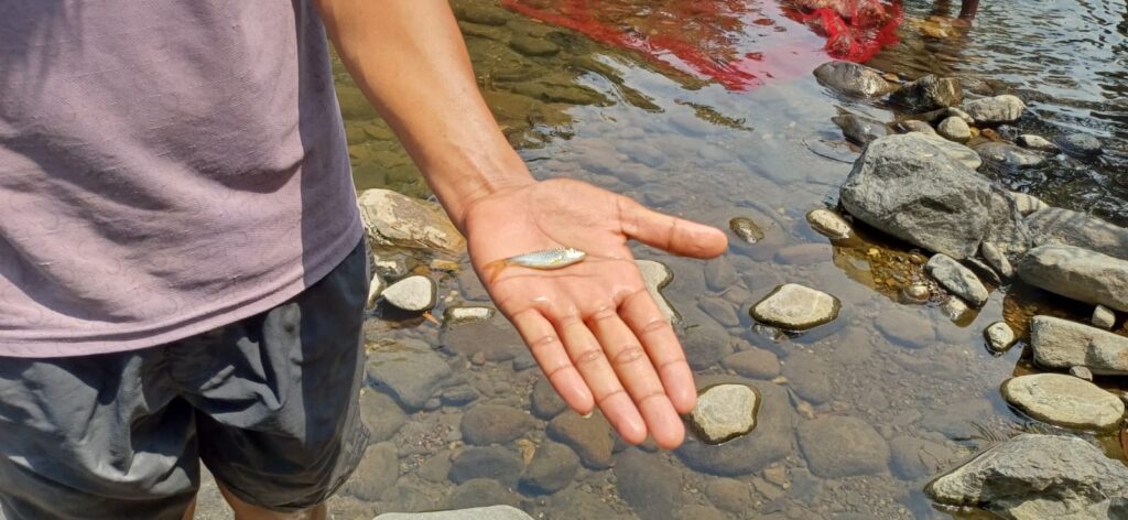 A freshwater fish found in Mhadei Wildlife Sanctuary