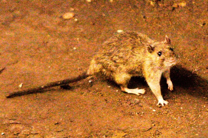 Hantavirus Cases Isolated, No Immediate Health Threat to India: ICMR 1 AP26123731929018.jpg 1