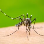 Dengue share