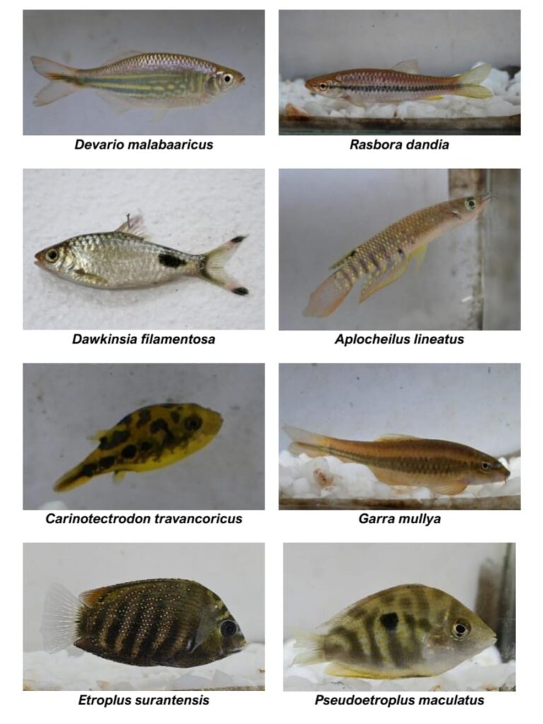 Fish species found in the protected areas 1