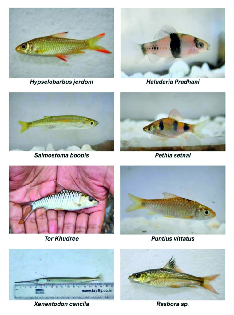Fish species found in the protected areas 2