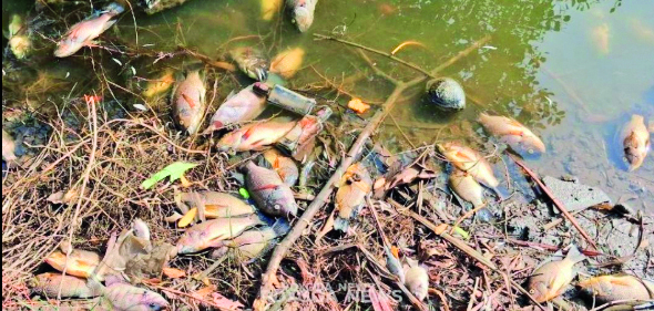 HC Expands Mala Lake PIL to Mandovi, Orders Water Study 2 Mala fish 3 CMYK