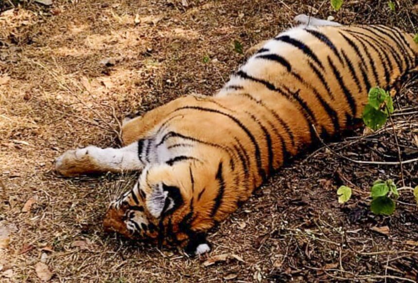 Tiger Found Dead in Dharbandora, Officials Suspect Natural Causes 1 PTI12 30 2024 000337B